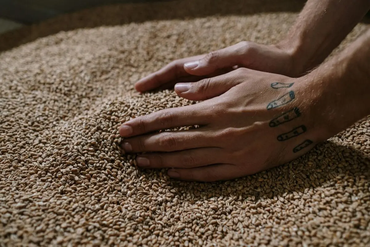 Discover What Whisky Is Made Of Ingredients And Craftsmanshi